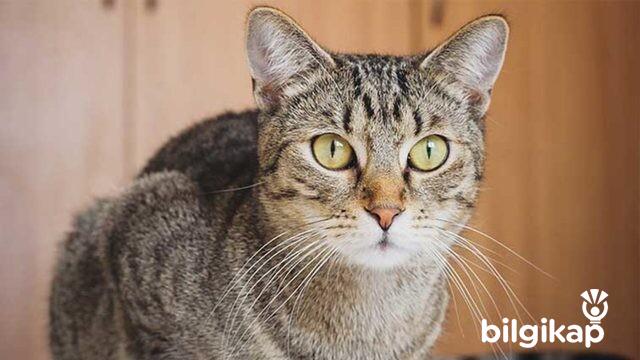 Tekir Kedi Özellikleri  Evcil Hayvanlar Kedi Bakımı